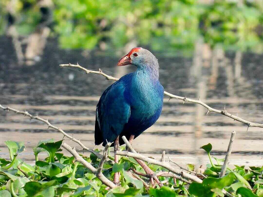 African Swamphen